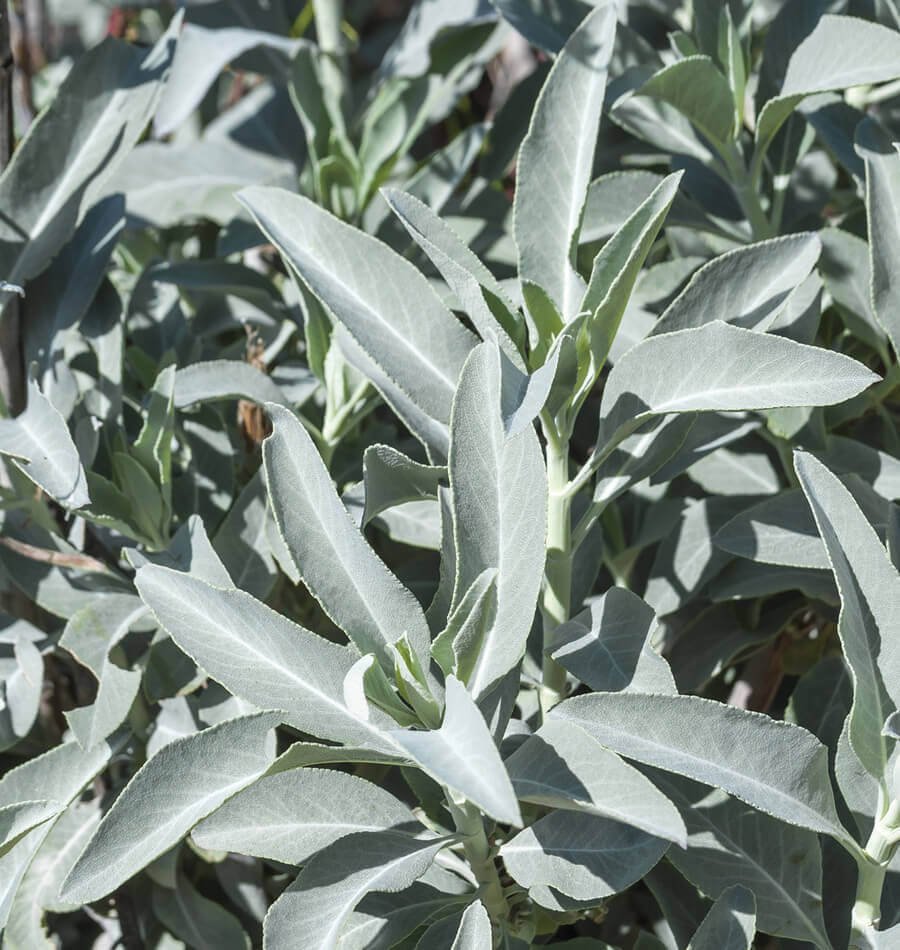 White Sage 100 Seeds ORGANIC Herbs Salvia Apiana Medicinal Rare Perennial