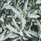 White Sage 100 Seeds ORGANIC Herbs Salvia Apiana Medicinal Rare Perennial