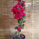 Live Plant