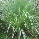 LEMONGRASS 150+ SEEDS LEMON GRASS CYMBOPOGON FLEXUOSUS MOSQUITO REPELLENT USA