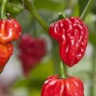 20 seeds Naga Viper Extremely Hot chili pepper rare heirloom World record Holder