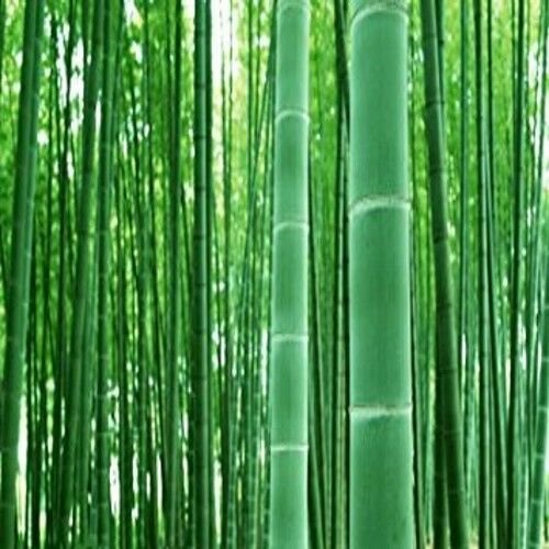 GIANT MOSO BAMBOO SEEDS 50 seeds
