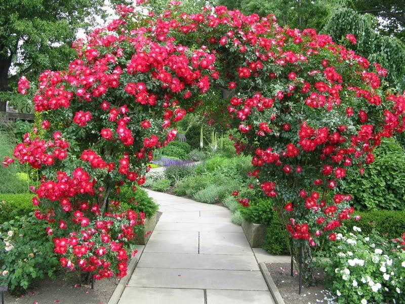 20++ RED CLIMBING ROSE Seeds USA SELLER SHIPS FREE