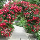20++ RED CLIMBING ROSE Seeds USA SELLER SHIPS FREE