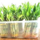 8 LUCKY BAMBOO 4" and 6" Indoor Water Plants, Feng Shui, GIFT, Free Shipping