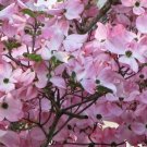 Pink Dogwood tree 8-12" tall 2 1/2" pot