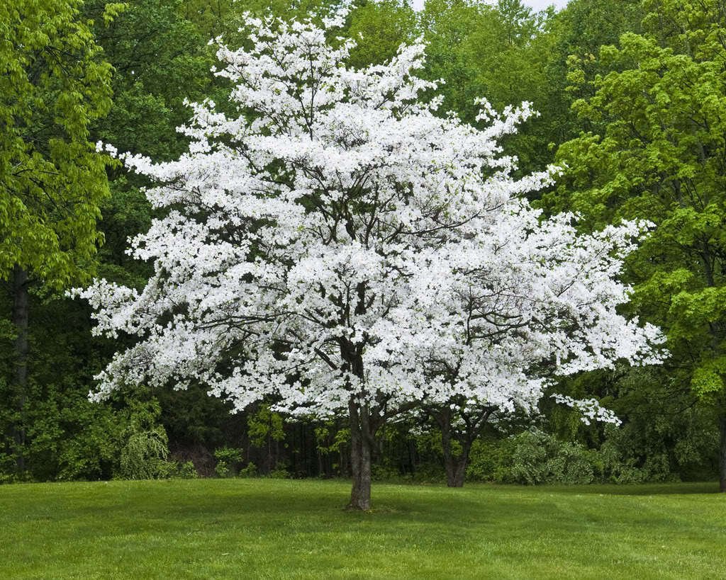 White Flowering Dogwood 4" pot (cornus-florida)