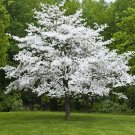 White Flowering Dogwood 4" pot (cornus-florida)
