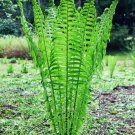 TN OSTRICH GLADE fern 20 rhizome/root (Matteuccia struthiopteris)