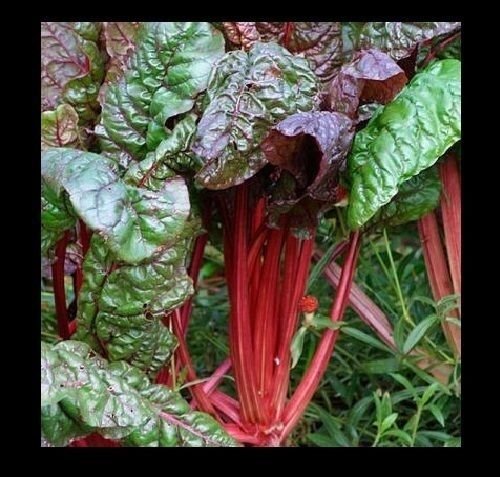 25 seeds Ruby Red Swiss Chard Heirloom silverbeet Combined Shipping Farmers Mkt
