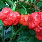 15 Seeds Trinidad Moruga Scorpion Worlds Hottest! World Record! Fresh 2020 !Hot!