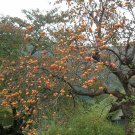 60 Seeds Japanese Persimmon, Diospyros kaki, Seeds (Showy, Edible, Fall Color, Fragrant)
