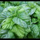3 (6) Live 3 - 5" inch Seedlings Lettuce Leaf Basil Huge Leaves! Aromatic Fresh