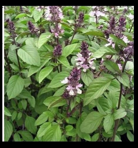 Cinnamon Basil 1600 Seeds Fresh Heirloom Culinary Scent Herb Plant Spicy