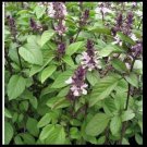Cinnamon Basil 1600 Seeds Fresh Heirloom Culinary Scent Herb Plant Spicy