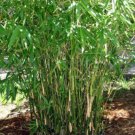 Bambusa multiplex - Green Hedge Clumping Bamboo B