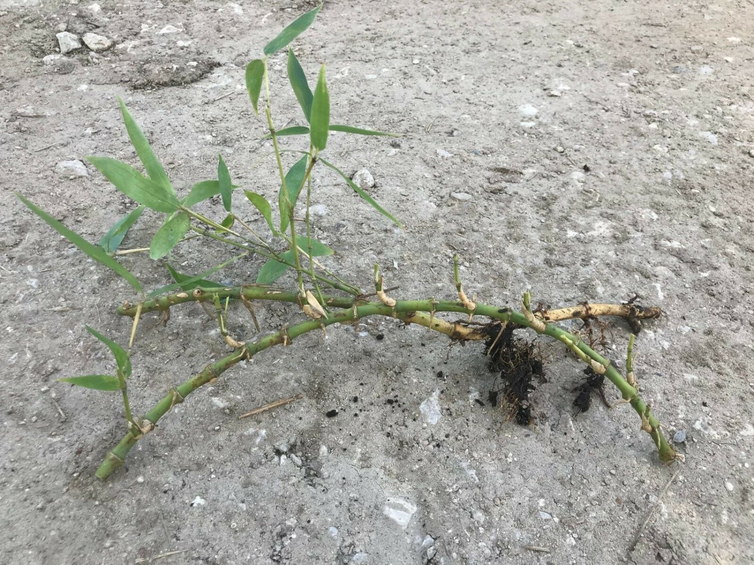 1 Cold Hardy Japanese Timber Madake Bamboo 12" Rhizome sprouted w/ foliage leave