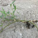 1 Cold Hardy Japanese Timber Madake Bamboo 12" Rhizome sprouted w/ foliage leave
