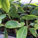 Pisang Raja Banana Plant - AKA Grindy Banana -Live Banana Plant