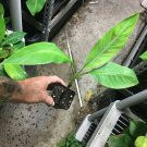 Dwarf Brazilian Banana Plant - Dwarf Hawaiian Apple - Live Plant