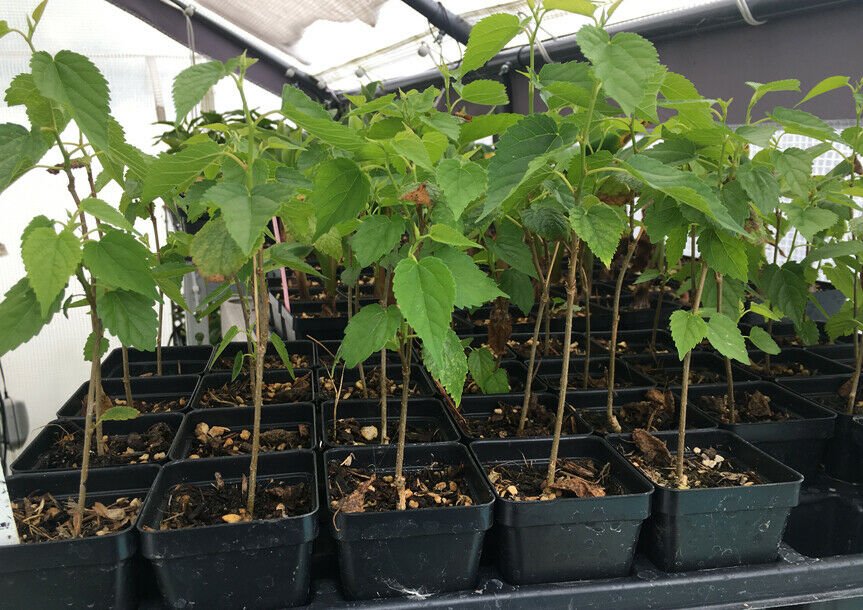 Dwarf Black Mulberry -Morus Nigra - Everbearing Live Plant Fruit
