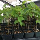 Dwarf Black Mulberry -Morus Nigra - Everbearing Live Plant Fruit