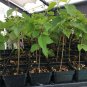 Dwarf Black Mulberry -Morus Nigra - Everbearing Live Plant Fruit
