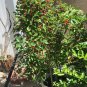 Dwarf Black Mulberry -Morus Nigra - Everbearing Live Plant Fruit