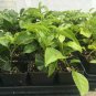 Passiflora Edulis - Red Rover - Plant - Purple Passion Fruit Plant - Edible
