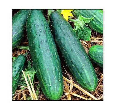 Spacemaster 80 Cucumber Seeds | NON-GMO | Fresh Garden Seeds