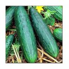 Spacemaster 80 Cucumber Seeds | NON-GMO | Fresh Garden Seeds