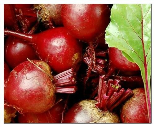 Dark Red Detroit Beet Seeds | NON-GMO | Fresh Garden Seeds