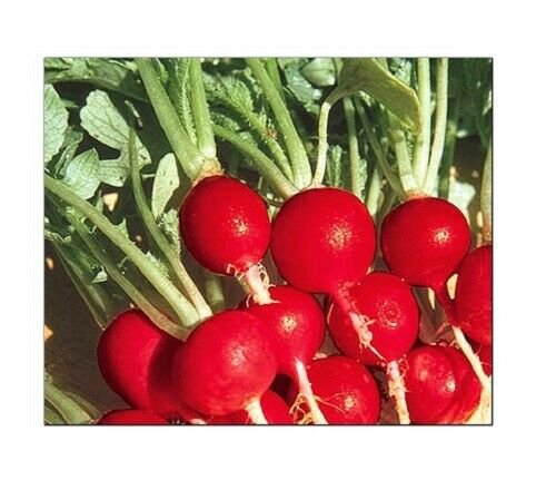 Champion Radish Seeds | NON-GMO | Fresh Garden Seeds