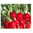 Champion Radish Seeds | NON-GMO | Fresh Garden Seeds