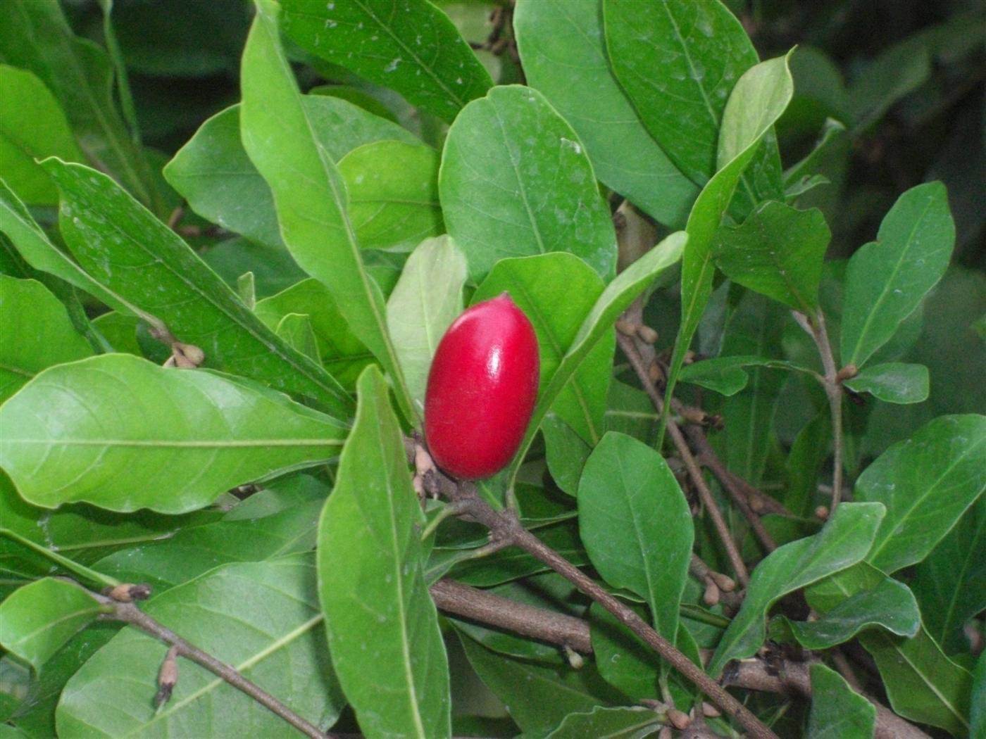 Miracle Fruit Plant Synsepalum dulcificum tree (Miracle