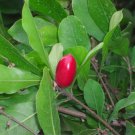 Miracle Fruit Plant Synsepalum dulcificum tree (Miracle berry)