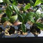 Miracle Fruit Plant Synsepalum dulcificum tree (Miracle berry)