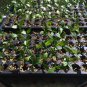 Miracle Fruit Plant Synsepalum dulcificum tree (Miracle berry)
