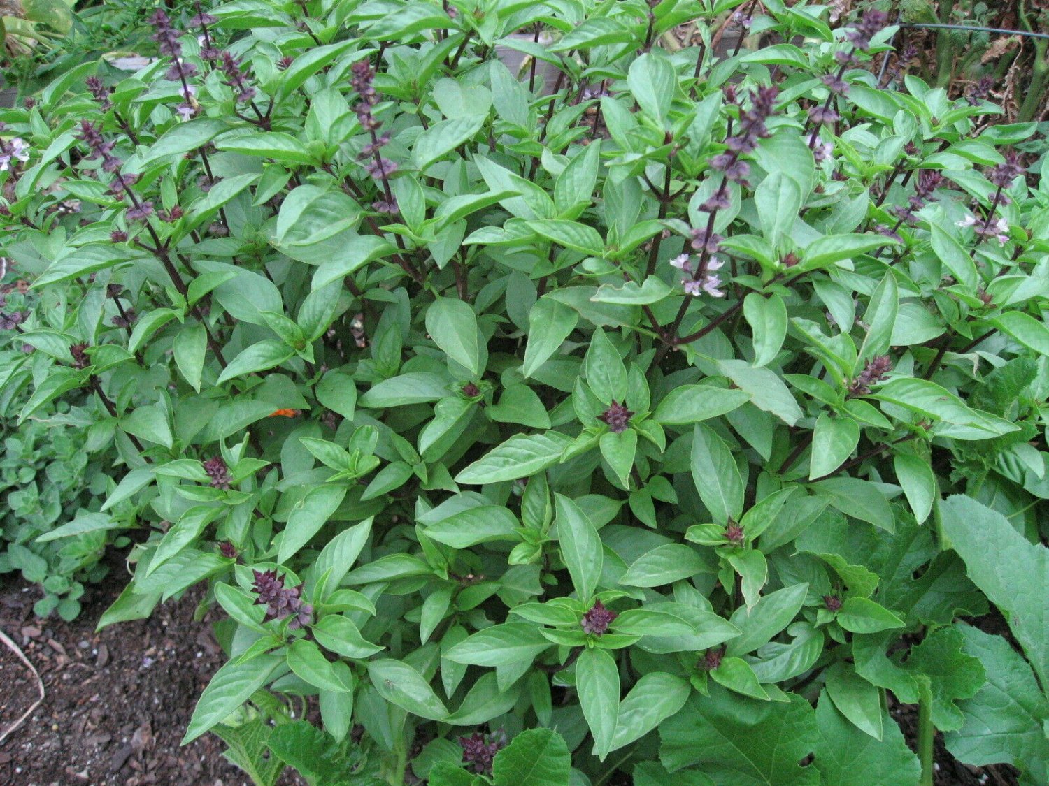 THAI SPICY BASIL, Basil, 150 Seeds Herb Garden Non-Gmo 2019 Fresh