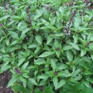THAI SPICY BASIL, Basil, 150 Seeds Herb Garden Non-Gmo 2019 Fresh