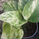 Marble Queen Pothos 6 Leaves in 4" Pots Easy Tropical Indoors/Outdoors plants