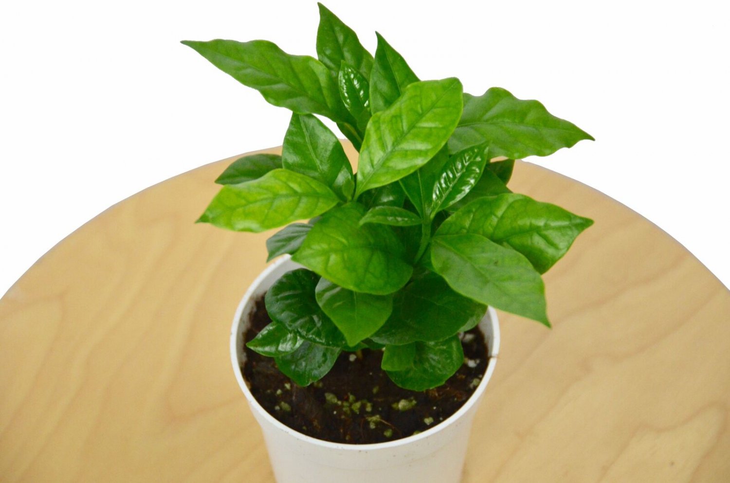 Arabica Coffee Plant / 4" Pot / Live Plant / FREE Care Guide