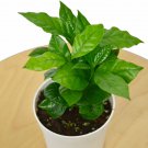 Arabica Coffee Plant / 4" Pot / Live Plant / FREE Care Guide
