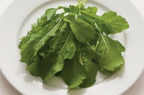 Arugula - Standard - 650+ Seeds - Organic Non GMO - Eruca sativa -Edible Flowers