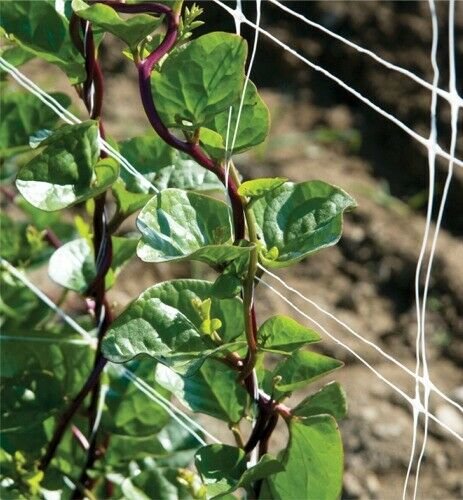 Spinach - Red Malabar - 25 Seeds - Organic - Non GMO - Basella rubra