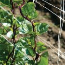 Spinach - Red Malabar - 25 Seeds - Organic - Non GMO - Basella rubra