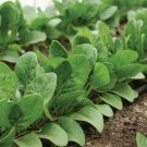Spinach - Auroch - 25 Seeds - Organic - Non GMO - Spinacia oleracea