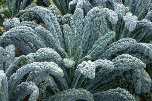Kale - Black Magic - 50 Seeds - Brassica oleracea - Organic - Non GMO