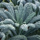 Kale - Black Magic - 50 Seeds - Brassica oleracea - Organic - Non GMO
