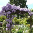 Wisteria Vine(Wisteria Synensis) Bare Root 6-12" Plant